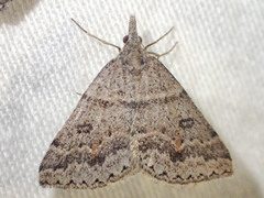 Dichromodes mesogonia