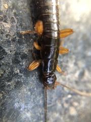 Dermaptera