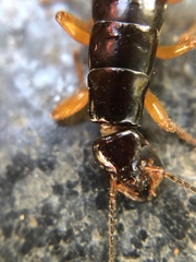 Dermaptera