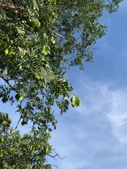 Gonopterodendron arboreum