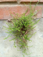 Galium corymbosum