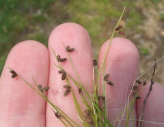 Isolepis sepulcralis