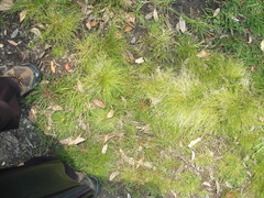 Isolepis sepulcralis