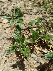 Heliotropium microstachyum