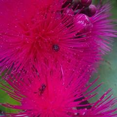 Syzygium samarangense