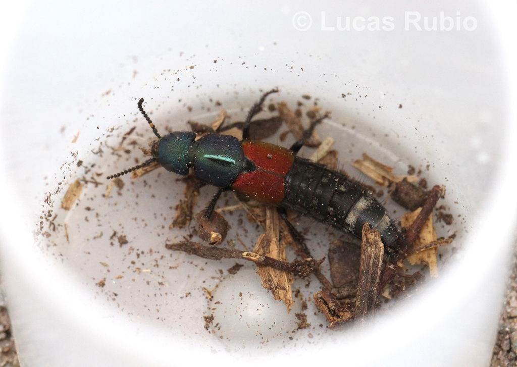 Platydracus chrysotrichopterus