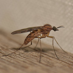 Sylvicola fenestralis