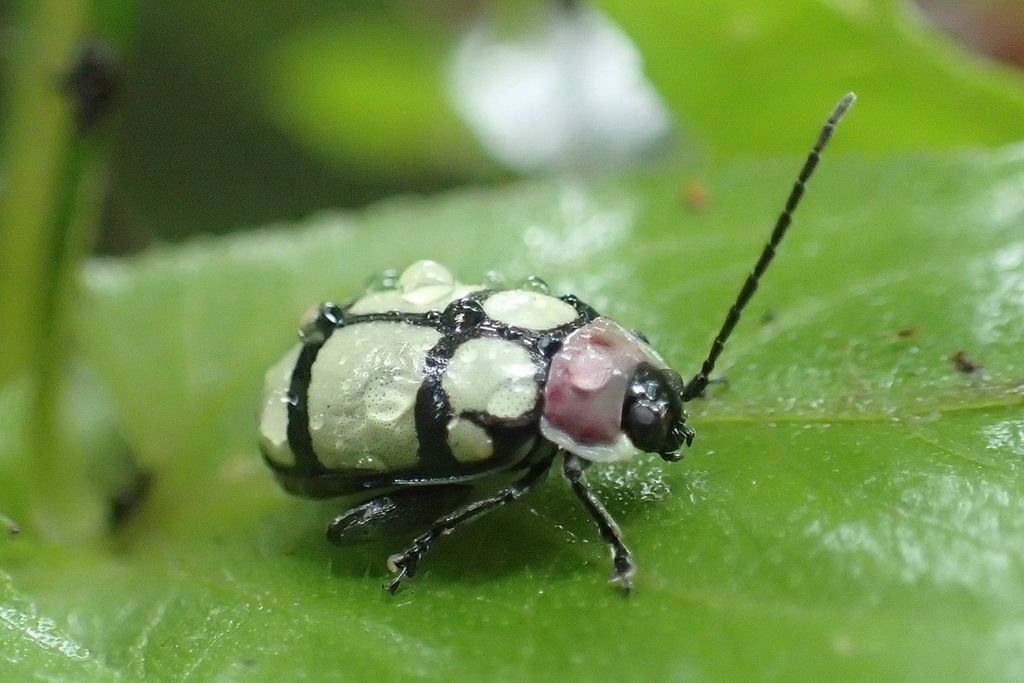 Alagoasa areata