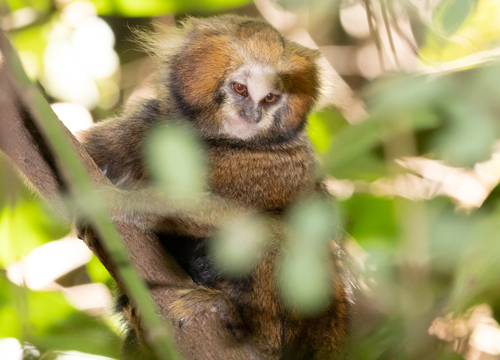 Buffy-headed Marmoset