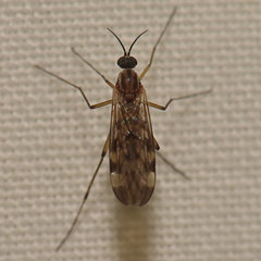 Sylvicola fenestralis