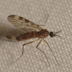Sylvicola fenestralis
