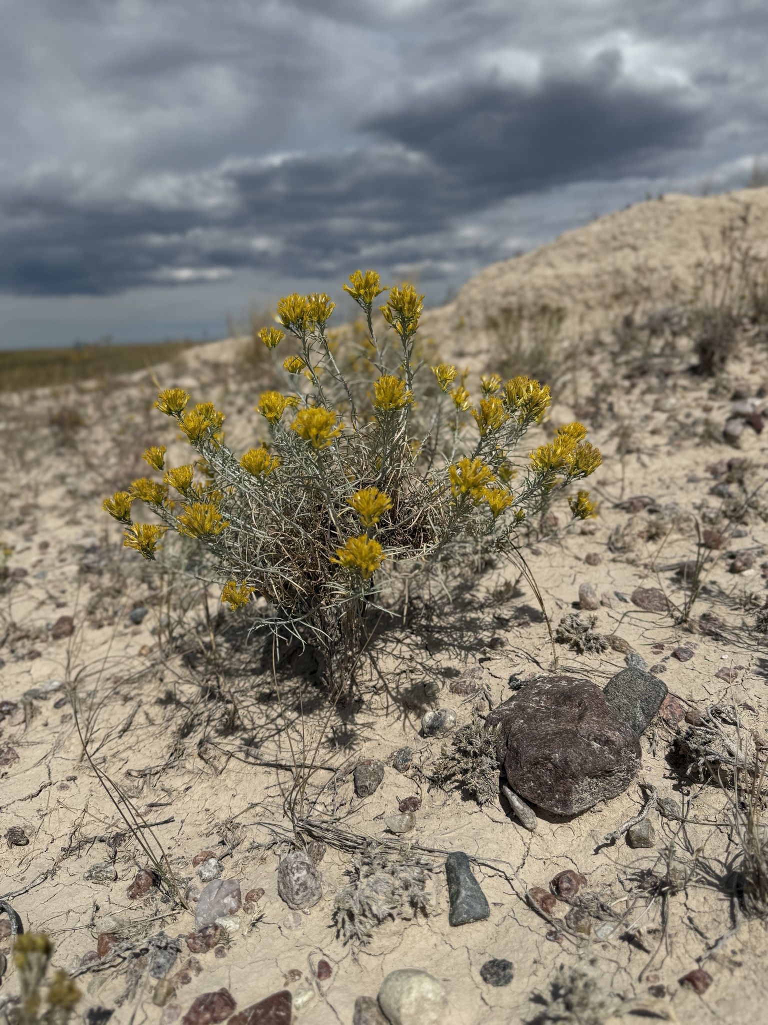 Ericameria nauseosa var. nauseosa