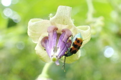 Diabrotica limitata