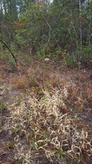 Amphicarpum amphicarpon