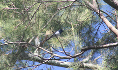 Myiagra cyanoleuca