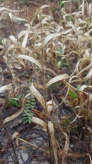 Amphicarpum amphicarpon