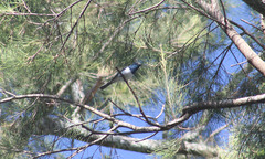 Myiagra cyanoleuca