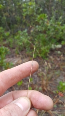 Amphicarpum amphicarpon