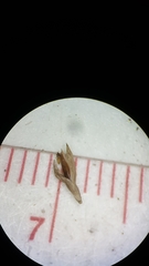 Amphicarpum amphicarpon