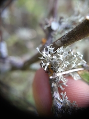 Ramalina glaucescens