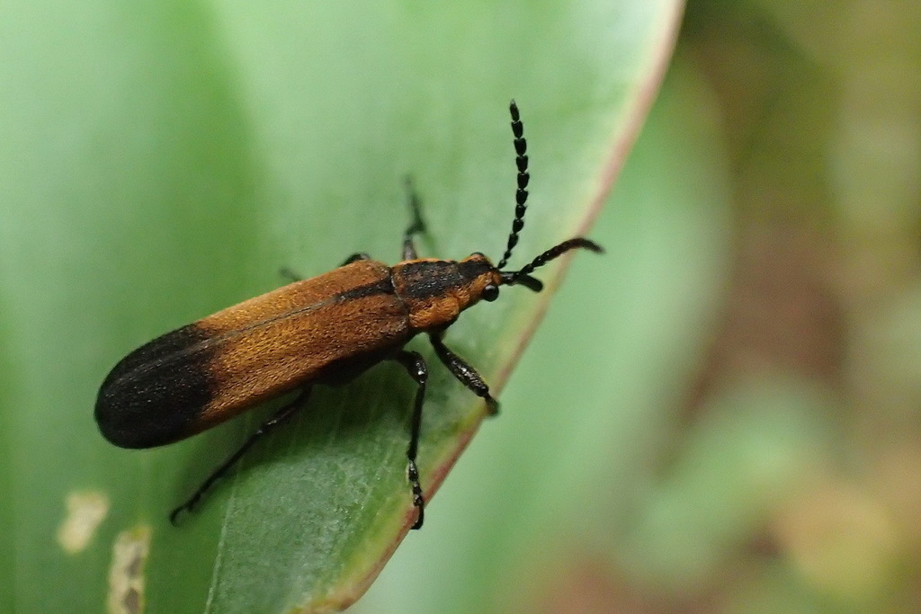 Homalocerus