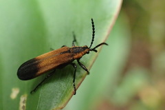 Homalocerus xixim