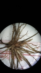 Amphicarpum amphicarpon