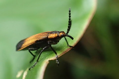 Homalocerus xixim