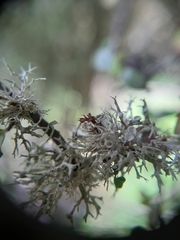 Ramalina glaucescens