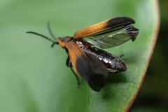 Homalocerus xixim