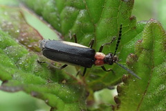 Microdaiphron mendesensis