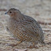 Australian Brown Quail - Photo (c) Steve Dew, some rights reserved (CC BY-NC), uploaded by Steve Dew