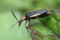 Microdaiphron mendesensis