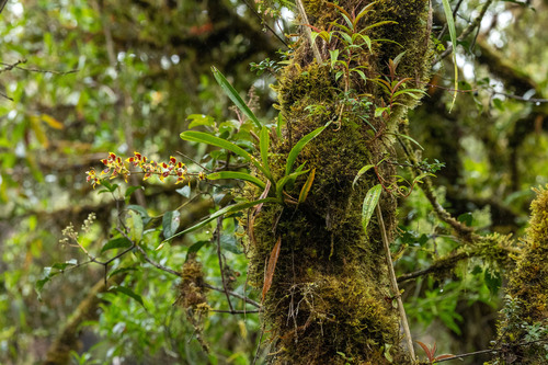Oncidium epidendroides, photograph 3