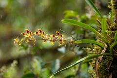 (c) Thibaud Aronson, some rights reserved (CC BY-SA) Oncidium epidendroides, photograph (c) Thibaud Aronson, some rights reserved (CC BY-SA)