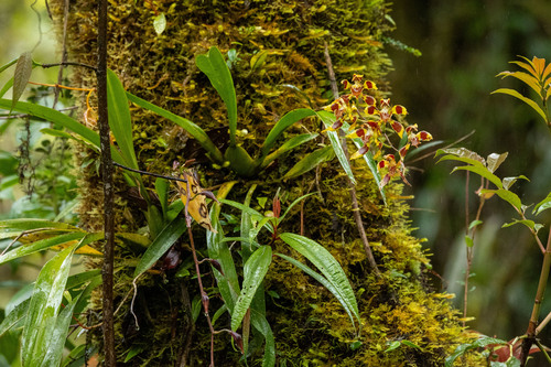Oncidium epidendroides, photograph 2