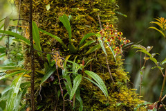 (c) Thibaud Aronson, some rights reserved (CC BY-SA) Oncidium epidendroides, photograph (c) Thibaud Aronson, some rights reserved (CC BY-SA)