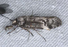 Philobota iphigenes