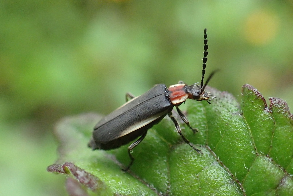 Microdaiphron mendesensis