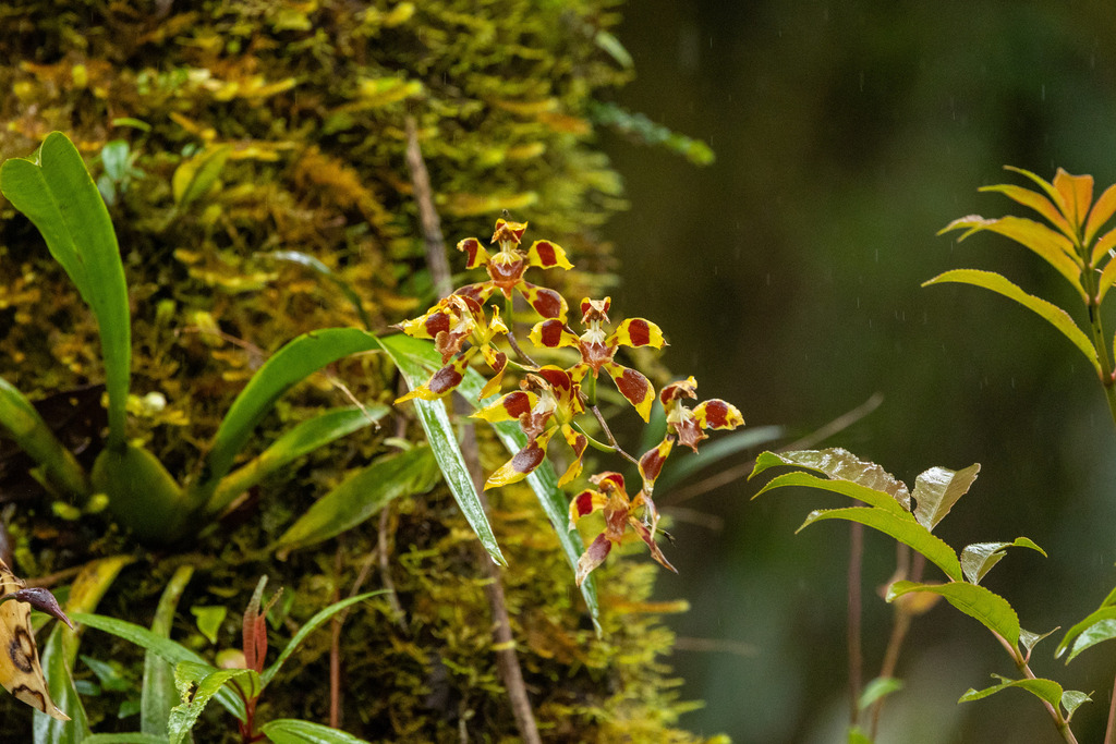 Oncidium epidendroides