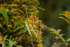 Oncidium epidendroides