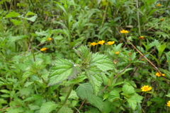 Microdaiphron mendesensis