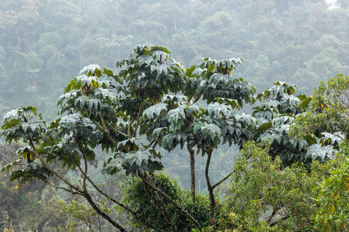 Cecropia albicans (Cecropia albicans)