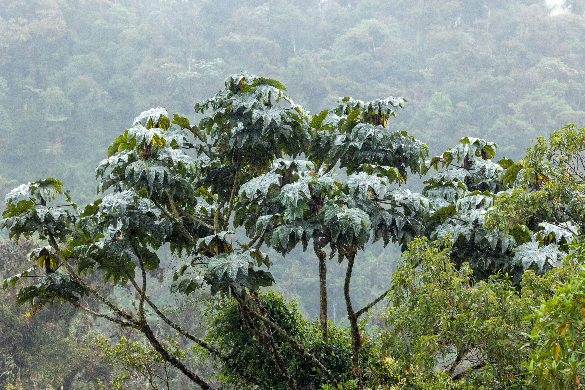 Cecropia Albicans (Cecropia albicans)