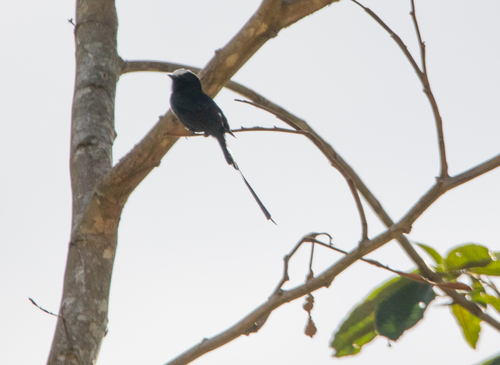 Long-tailed Tyrant
