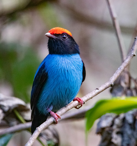Swallow-tailed Manakin