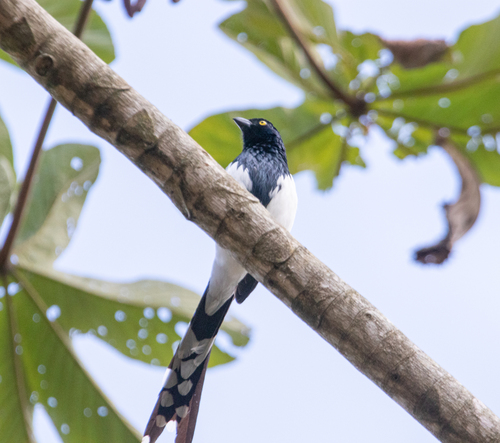 Magpie Tanager