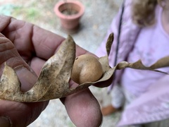 Atrusca brevipennata