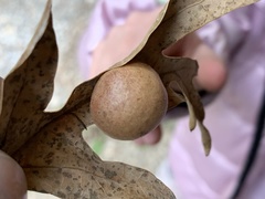Atrusca brevipennata