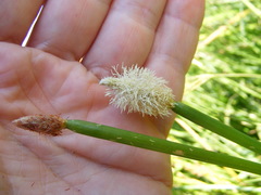 Eleocharis elegans